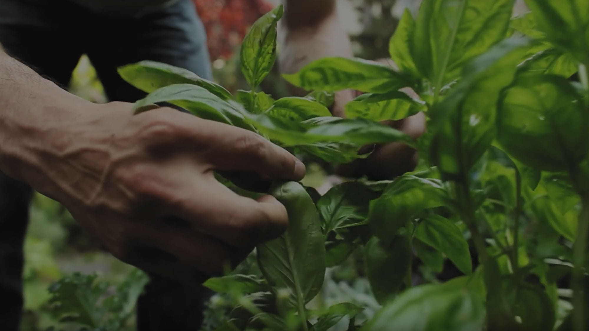 Découvrez nos herbes et épices