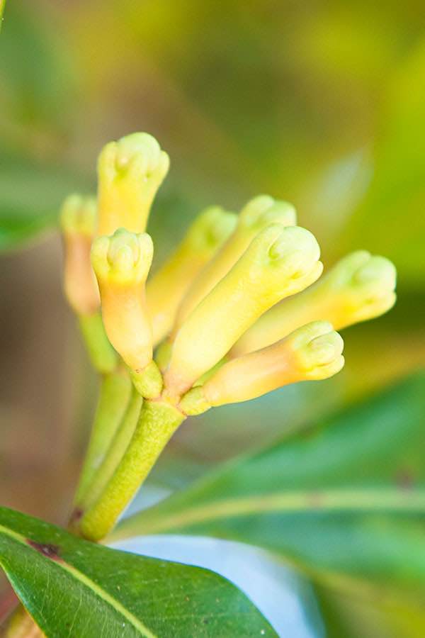 LES CLOUS DE GIROFLE