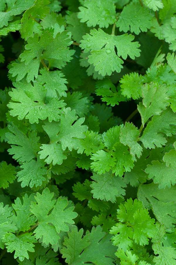 LA FEUILLE DE CORIANDRE