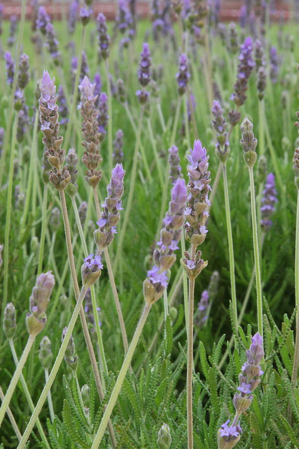 Les herbes de Provence 