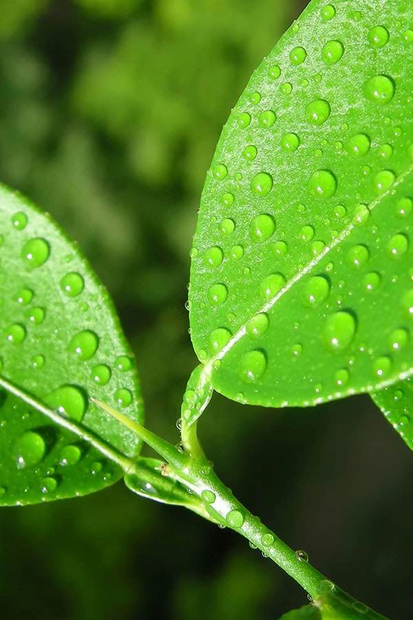 LES FEUILLES DE COMBAVA