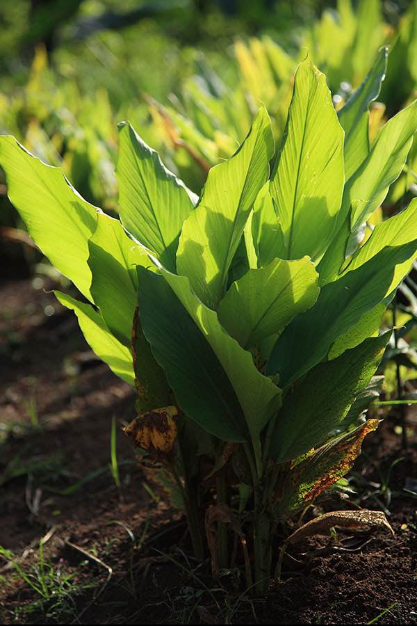LE CURCUMA