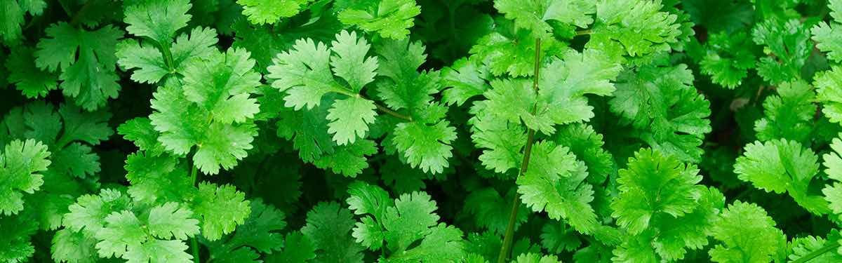 Politique relative aux cookies